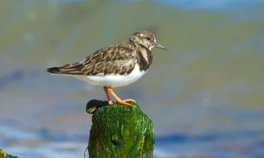 Turnstone - Lepe, Hampshire