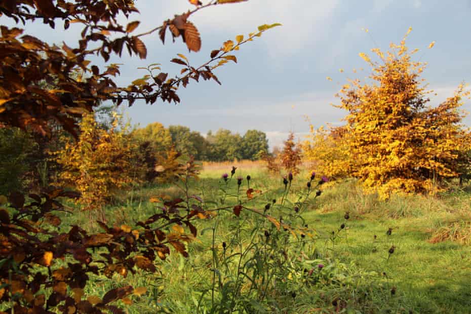 Knapweed and hornbeam at Three Hagges in Yorkshire.