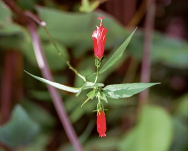 Photograph of a red tropical flower in Grenada by film-maker and artist Steve McQueen