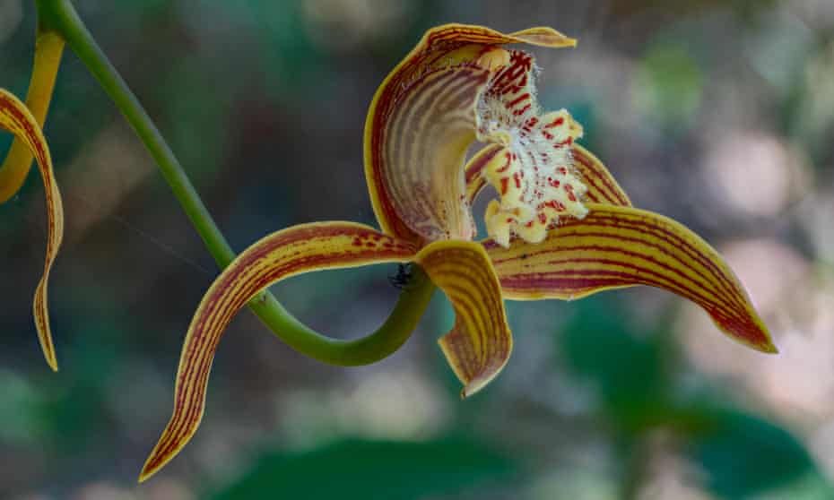 A wild orchid in Phu Luang national park, Thailand. It is illegal to trade wild orchids internationally without a permit.