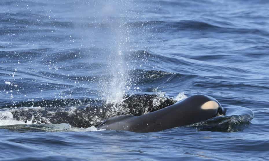 A baby orca whale being pushed by her mother after being born on 24 July. The new orca died soon after.