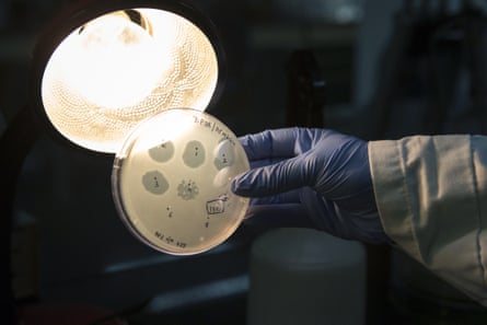 An agar plate containing bacteriophage at a laboratory in Bengaluru, India.