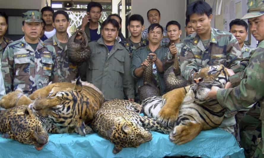Thai officials display dead tigers, leopards and pangolins seized after a raid on an illegal wildlife trader in Nakhon Phanom province in 2008.