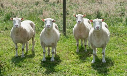 Glow Cat Fluorescent Green Felines Could Help Study Of Hiv Science The Guardian