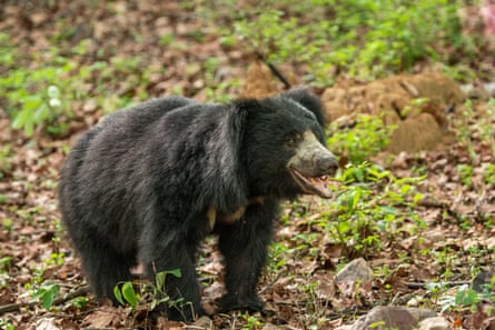 A sloth bear