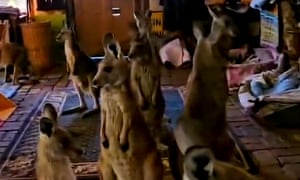 Joeys na casa de Pam Turner se abrigando do incêndio florestal de Grampians na Austrália. Enquanto os incêndios se dirigiam para sua propriedade em Grampians, a cuidadora da vida selvagem abrigou 20 joeys em sua sala de estar. Os animais reunidos lá dentro — em alerta devido ao barulho dos sprinklers — são todos criados à mão por ela depois de ficarem órfãos devido a acidentes de carro, enforcamentos em cercas e tiroteios. Eles eram grandes demais para serem evacuados, mas jovens demais para se defenderem sozinhos.