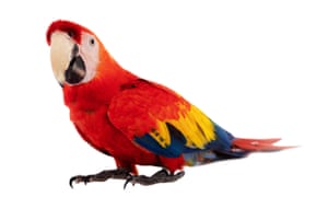 Never tickle a parrot down its back or on, or under, its wings ...