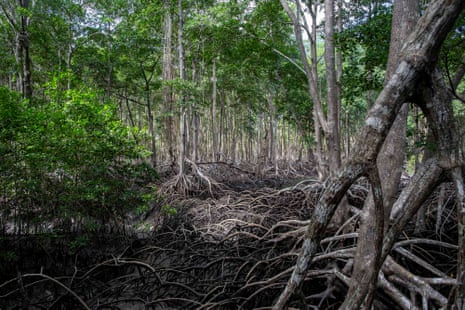 Mangrove swamps in the Amazon