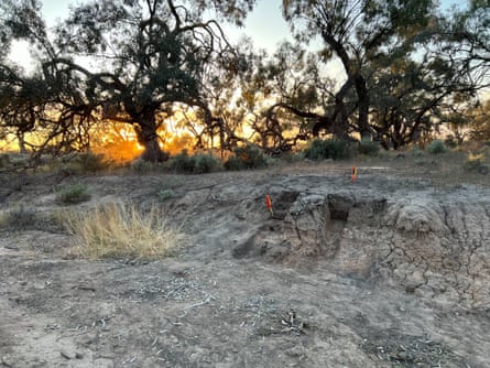 A millennium-old dingo burial site was discovered in Kinchega national park near the Menindee Lakes