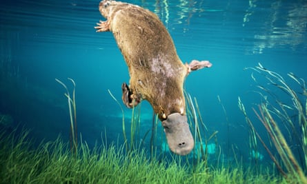 The platypus Ornithorhynchus anatinus, one of the animals that led Darwin to coin the term living fossils.
