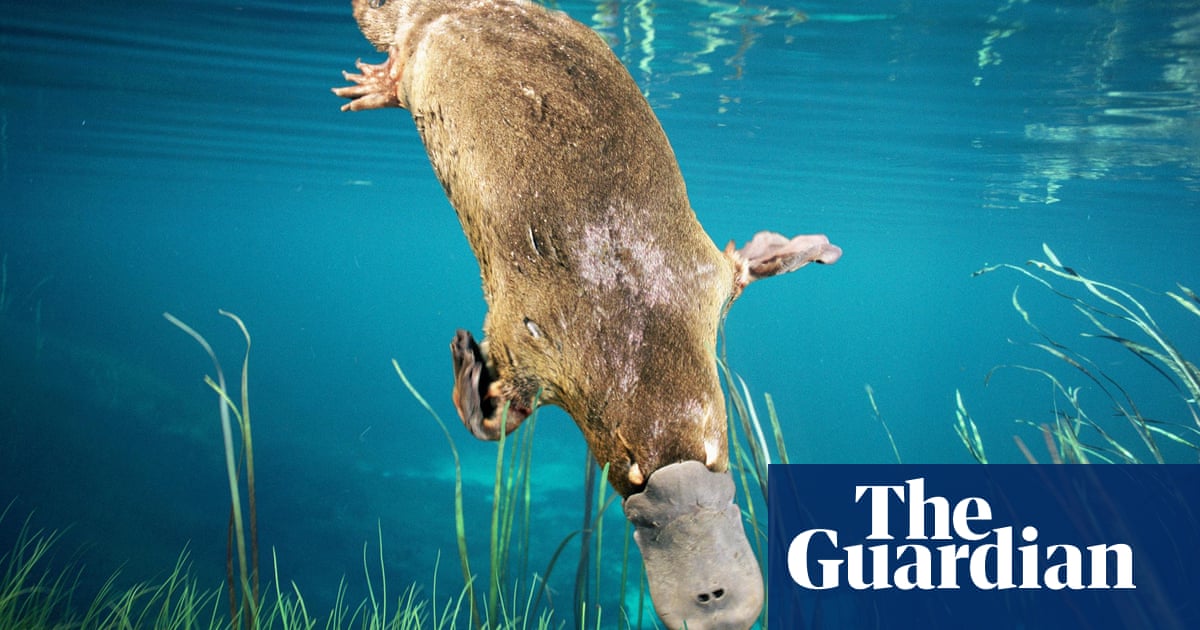 Australia's egg-laying mammals provide clues to our earliest ancestor |  Evolution | The Guardian