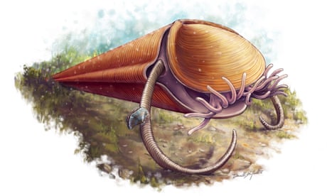 Palaeontologists solve an ancient tentacled mystery
