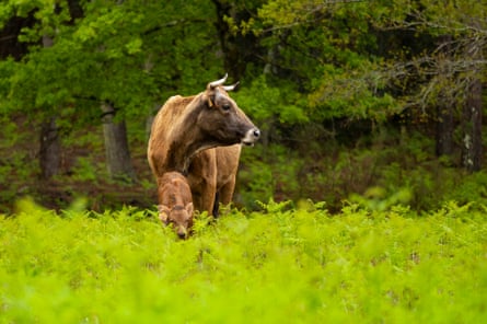 A cow and calf grazing in a field