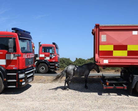 A horse stands in the shade next to a truck
