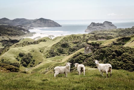 Sheep on a hill in Golden Bay, South Island