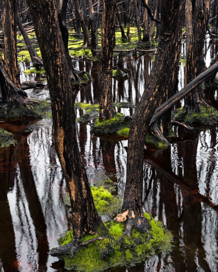 Tea trees – burnt and then flooded