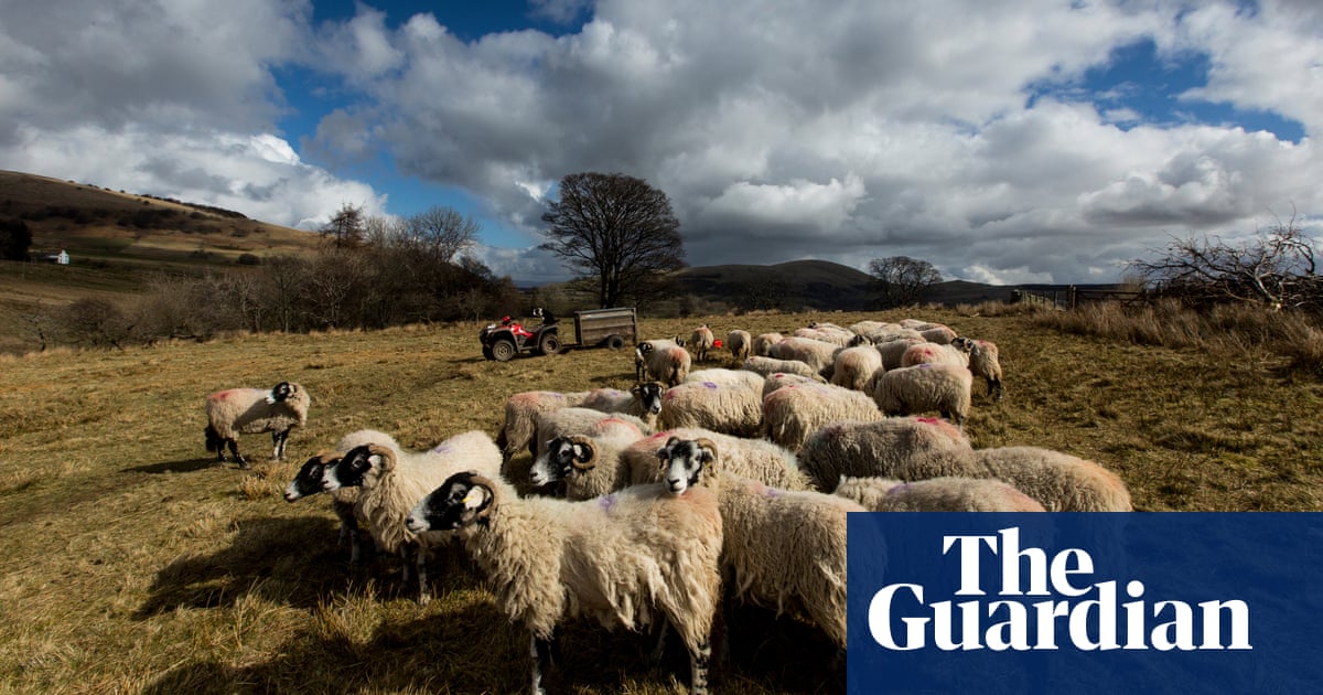 Defra officials buried analysis showing dire financial prospects for hill farmers | Farming