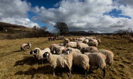 Herdwick shepherd James Rebanks working on his farm at Matterdale End in Cumbria.