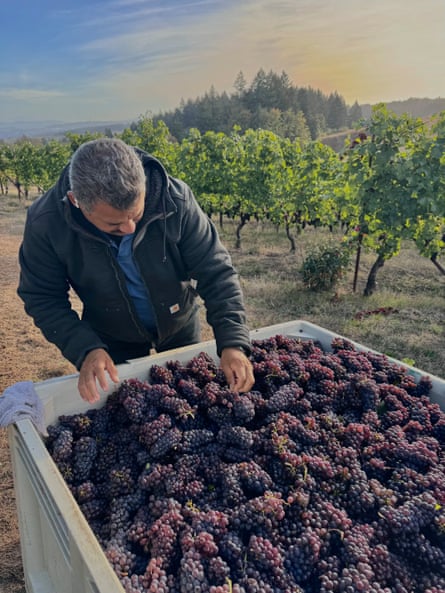 A man inspects a cart laden with grapes in a vineyard.