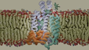 A molecular dynamics simulator that represents a QacA multidrug efflux pump transporting ethidium bromide across the cell membrane in methicillin-resistant staphylococcus aureus.