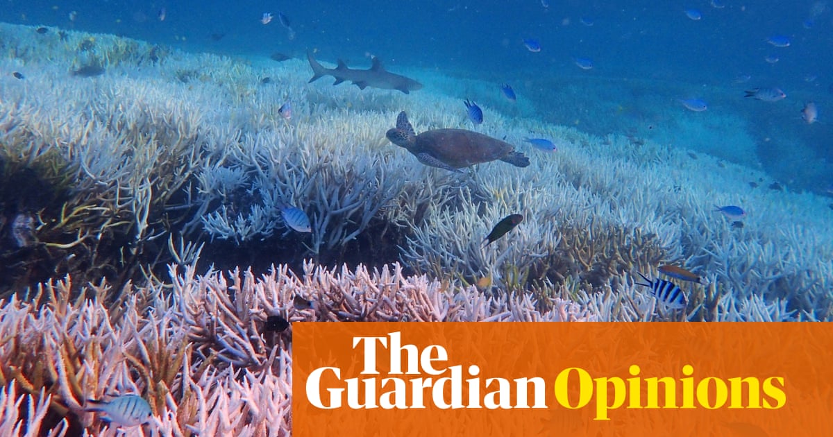 We can’t pretend we’re doing enough if we want to give the Great Barrier Reef a chance to survive | Adam Morton | The Guardian