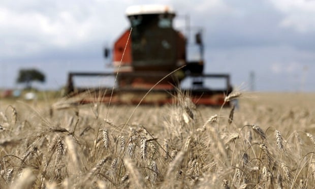 A combine harvester cuts through a wheat field in central Italy