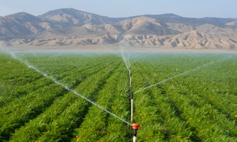 Carrot fields are irrigated in New Cuyama, California.