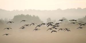 Gansos do Canadá voam pela névoa da manhã em Richmond Park.