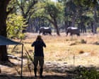 A ban on trophy hunting would harm, not help, conservation | Letter