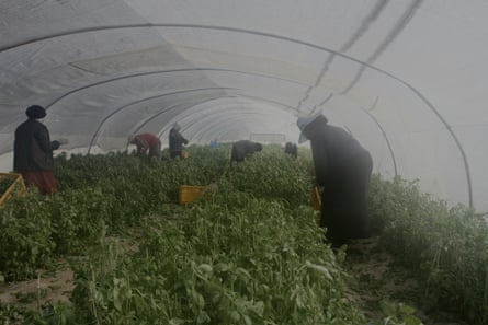 Palestinians collect herbs under a polytunnel