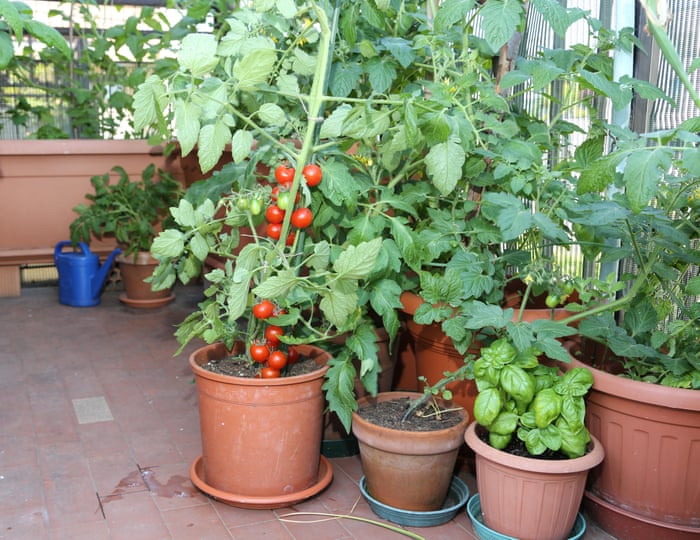 How To Grow Vegetables On A Balcony Alys Fowler Life And Style