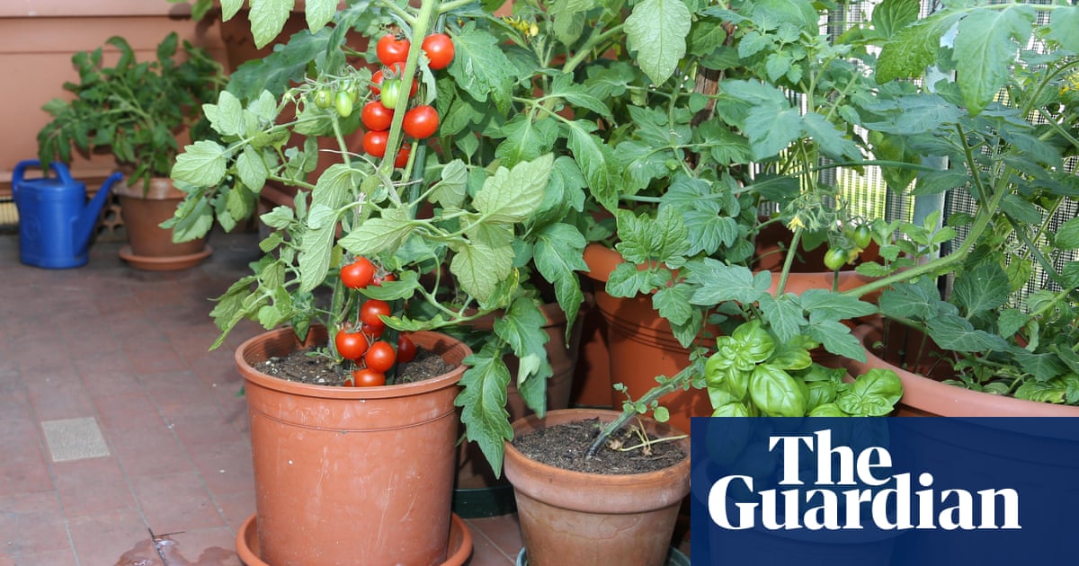 How To Grow Vegetables On A Balcony Alys Fowler Life And Style