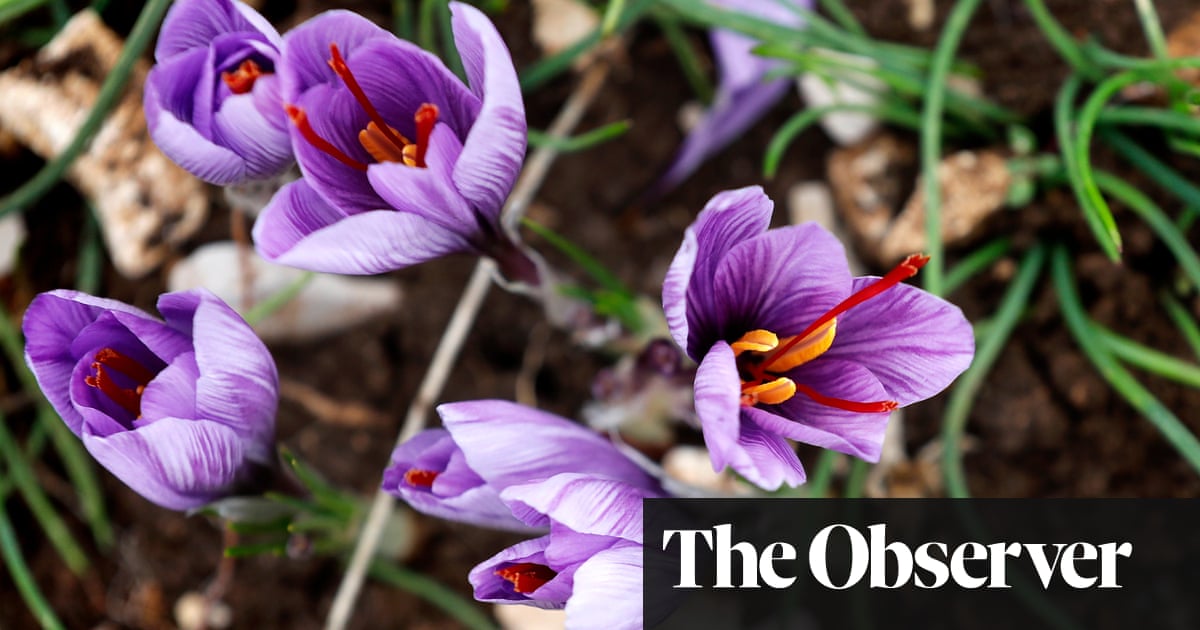 Medieval Cambridge colleges demanded their rent in saffron