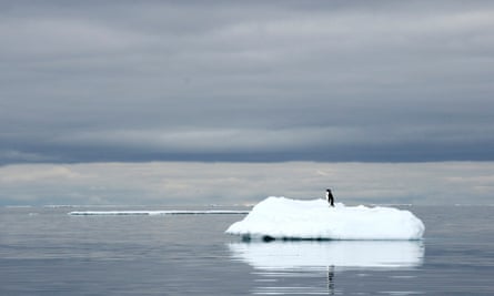 One penguin sitting on a small iceberg