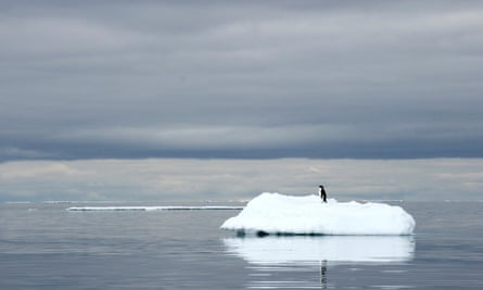 One penguin sitting on a small iceberg 