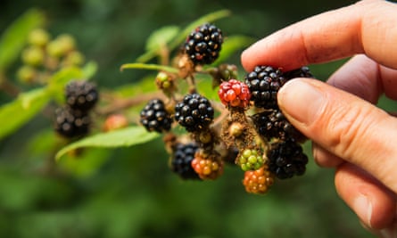 Hand picking blackberries
