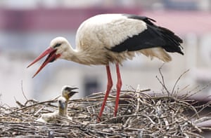 A stork with chicks on a nest