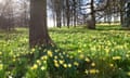 Wild daffodils under trees in sunshine