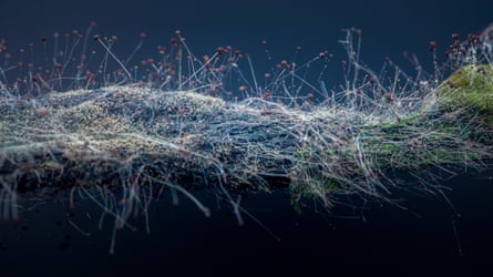 Slime mold forming delicate filamentous threads and spherical fruiting bodies on decaying plant material against a dark background