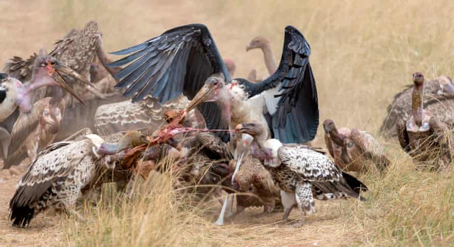 Vultures and marabou storks fighting over food.  Poison used to kill predators can affect raptors.