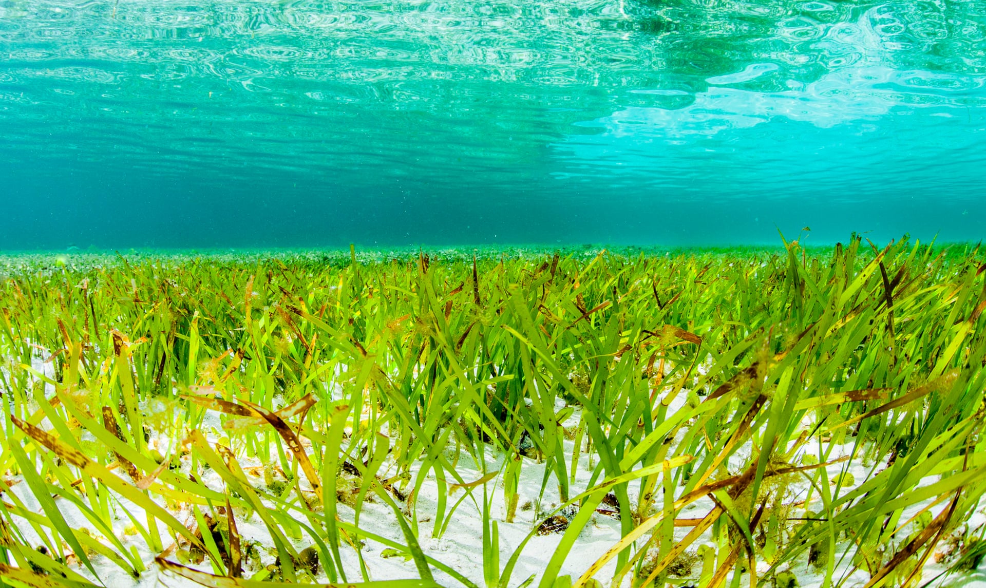 Source: Photo: Paul Hilton/Conservation International