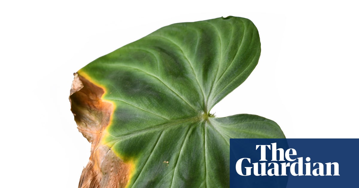 Houseplant hacks: will trimming brown leaf tips do any harm?