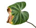 Houseplant hacks: will trimming brown leaf tips do any harm?