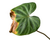 Philodendron leaf with brown and yellow dried out tip