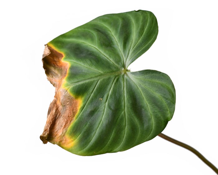 Houseplant hacks: will trimming brown leaf tips do any harm?