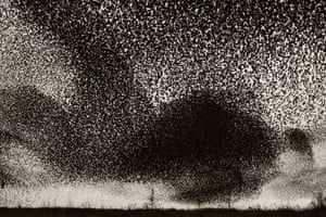 Photographs of starling murmurations from the book Black Sun by Copenhagen-based photographer Soren Solkaer.