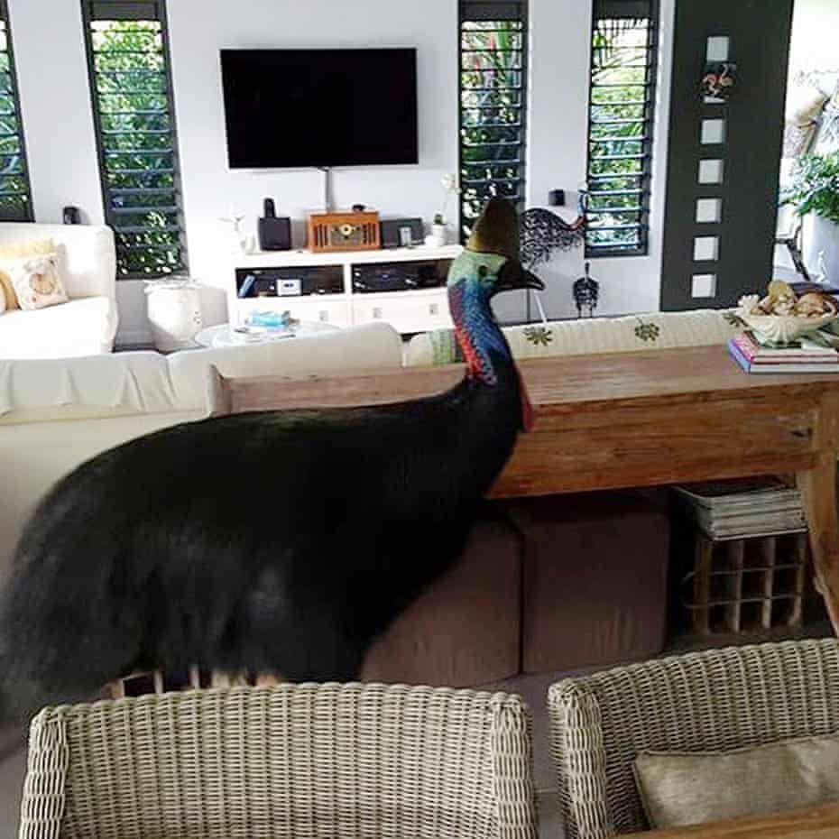 Sue and Peter Leach, from Wongaling Beach, discovered the native bird – which can grow up to 2m tall and is considered dangerous – standing in their lounge-dining room. 