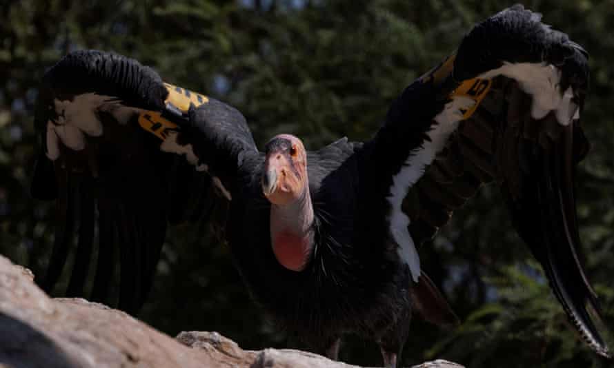 A California condor named Molloko astatine  the San Diego Zoo Safari Park.