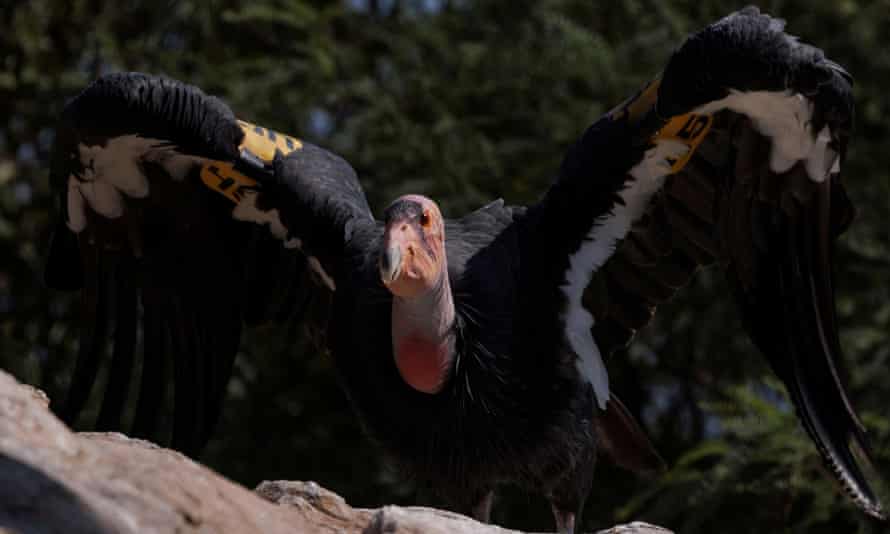 A California condor named Molloko astatine the San Diego Zoo Safari Park.