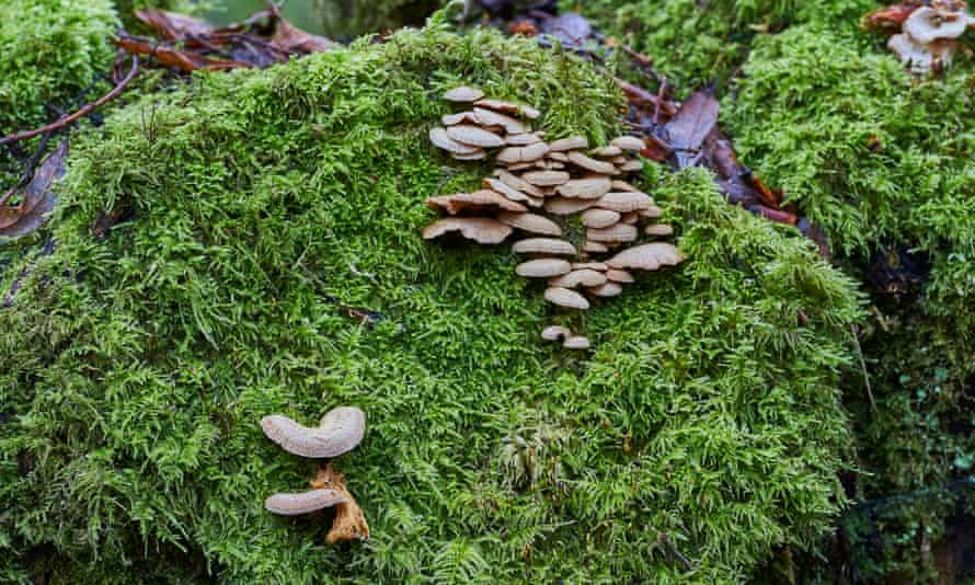 Wild mushrooms growing on a rock